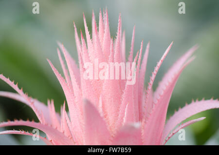 Details der Aechmea Fasciata Blume Stockfoto