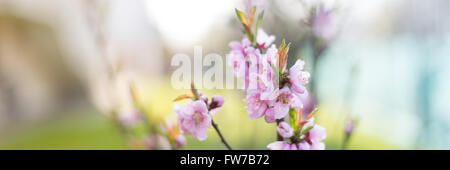 Natur Fotohintergrund, Querformat Stockfoto