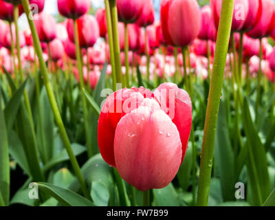 Nahaufnahme von roten Tulpen mit Regen fällt im Frühling im Keukenhof Gärten, Lisse, Südholland, Niederlande Stockfoto