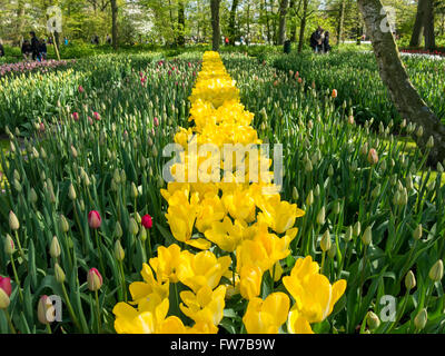 Zwiebelpflanzen und blühende gelbe Tulpen im Frühling in den Gärten der Keukenhof in Lisse, Südholland, Niederlande Stockfoto