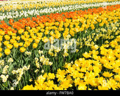 Bereich der gelben und orangefarbenen Tulpen und Narzissen im Frühjahr in den Keukenhof Park, Lisse, Südholland, Niederlande Stockfoto