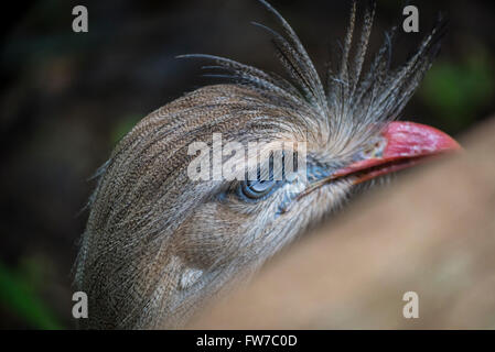 Rotbeinige Seriema oder crested Cariama, Cariama Cristata Vogelpark, Foz do Iguacu, Brasilien Stockfoto