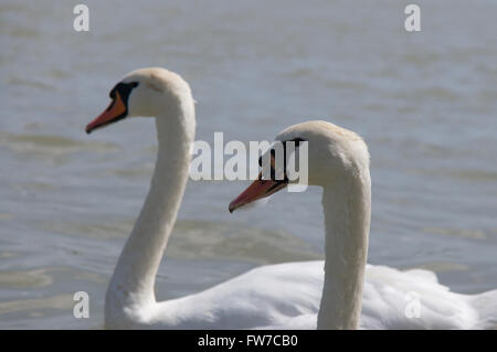 Zwei Schwäne auf der Donau Stockfoto