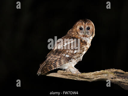 Wilde Waldkauz (Strix Aluco) thront auf Zweig nur eine Maus mit Schweif noch knapp sichtbar gegessen Stockfoto