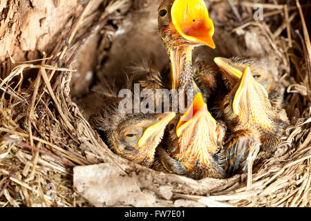 junge Amsel eingebettet (Turdus Merula) im nest Stockfoto