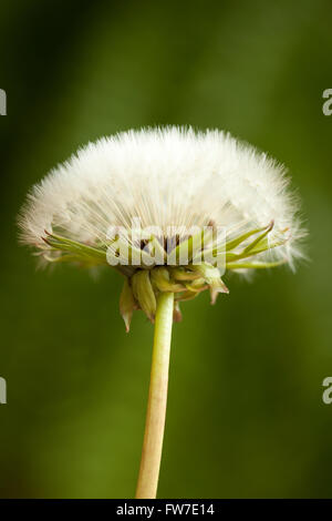 Löwenzahn Blüte Taktgeber (Taraxacum Officinale) auf unscharfen Hintergrund Stockfoto