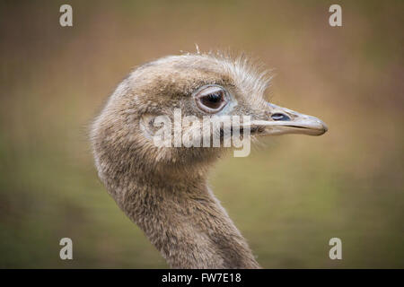 Ein close-up Portrait einer jungen Darwin Rhea (Rhea Pennata). Stockfoto