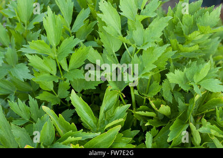 Cluster-grüne Liebstöckel (Levisticum Officinale) als Hintergrund Stockfoto