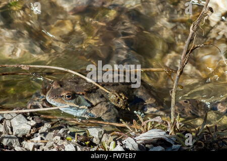 Frosch im klaren Bach im winter Stockfoto