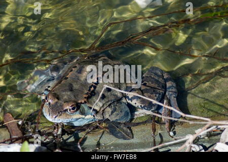 Frosch im klaren Bach im winter Stockfoto