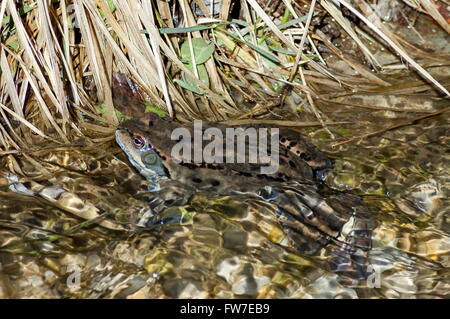 Frosch im klaren Bach im winter Stockfoto