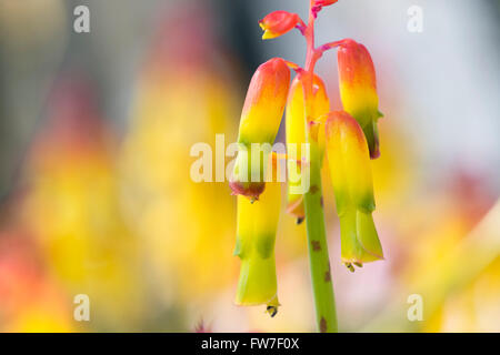 Lachenalia Aloides Var Quadricolor. Vier farbige Opal Blume. Südafrikanische Blume, die im Zusammenhang mit der Hyazinthe Blüte Stockfoto