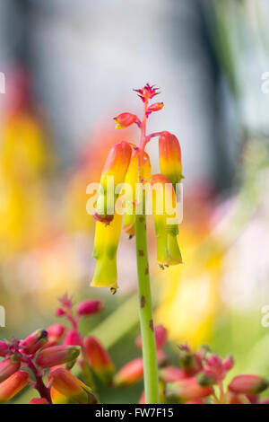 Lachenalia Aloides Var Quadricolor. Vier farbige Opal Blume. Südafrikanische Blume, die im Zusammenhang mit der Hyazinthe Blüte Stockfoto