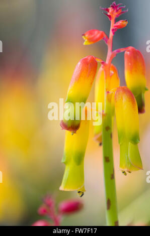 Lachenalia Aloides Var Quadricolor. Vier farbige Opal Blume. Südafrikanische Blume, die im Zusammenhang mit der Hyazinthe Blüte Stockfoto