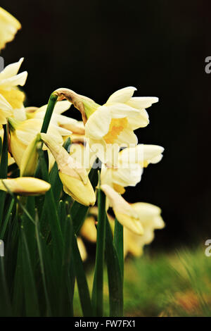 Narzisse (Narcissus) Stockfoto