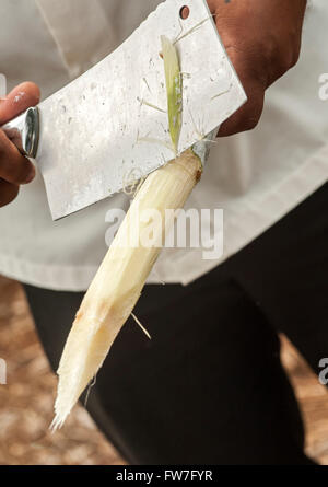 Zuckerrohr wird mit einem Beil gehäutet. Stockfoto