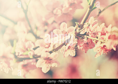 blühende Pfirsichbäume Baum Stockfoto