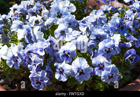 Blaue Blumen im Garten lateinische Bezeichnung Viola tricolor Stockfoto