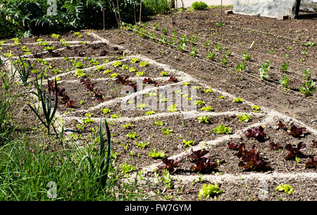 Verschiedene Arten von junger Blattsalat im Gemüsegarten wachsen Stockfoto