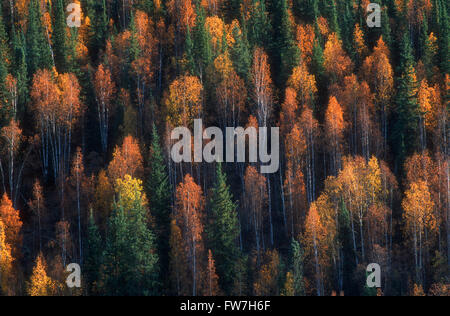 Luftaufnahme von einem Mischwald im Herbst Stockfoto