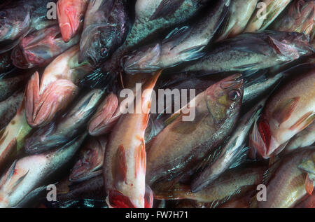 Frischen Fisch in einem Markt, Pike Place Market, Seattle, Washington, Vereinigte Staaten von Amerika Stockfoto