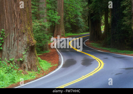 Kurvenreiche Straße durch einen Wald, Jedediah Smith Redwoods State Park, Kalifornien, USA Stockfoto