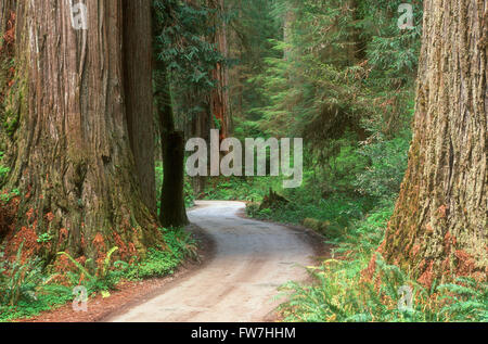 Kurvenreiche Straße durch einen Wald, Jedediah Smith Redwoods State Park, Kalifornien, USA Stockfoto