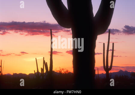 Silhouette von einem Saquaro Kaktus, Saguaro National Park, Tucson, Arizona, Vereinigte Staaten von Amerika Stockfoto