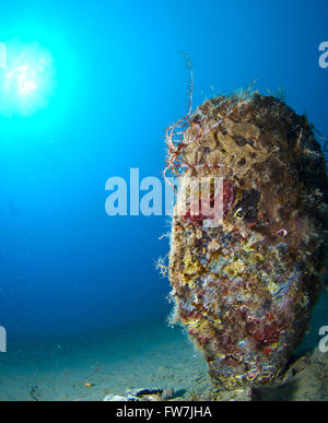 Riese Shell eingetaucht in den Sand unter dem Meer Stockfoto