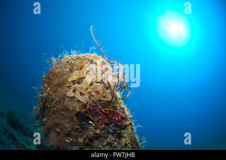 Riese Shell eingetaucht in den Sand unter dem Meer Stockfoto