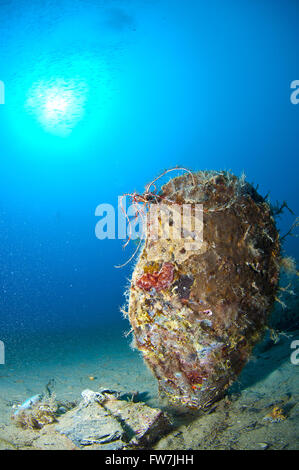 Riese Shell eingetaucht in den Sand unter dem Meer Stockfoto