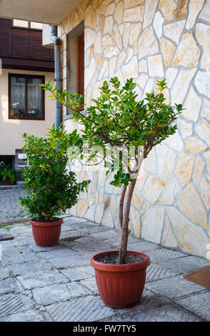 Grüne Bäume in Töpfen auf die leere Straße und Stein Wand Hintergrund. Selektiven Fokus. Vertikale erschossen. Stockfoto