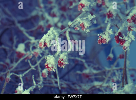 Rote Beeren von Viburnum mit Raureif auf den Zweigen. Closeup Stockfoto