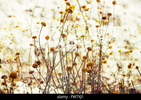 Matricaria Chamomilla (Matricaria Recutita), allgemein bekannt als (auch buchstabiert Kamille) Kamille, deutsche Kamille, ungarische ch Stockfoto