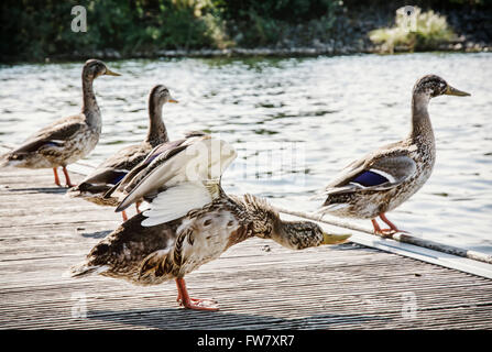 Gruppe von wilden Stockente Enten am Ufer Sees. Tierthema. Natürliche Szene. Stockfoto