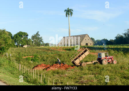 Vinales, Kuba - 25. Januar 2016: Landwirt auf seinem Land in das Tal von Vinales auf Kuba arbeiten Stockfoto