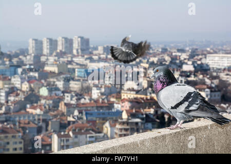 Hohen Gesamtansicht von Varna, Bulgarien. Taube im Vordergrund Stockfoto