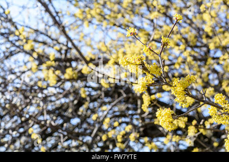 Cornus Mas, Cornelian Cherry, Europäische Kornelkirsche, Hartriegel, blühende Pflanze in der Hartriegel Cornales, ursprünglich aus Südeuropa und Nahen Osten. Stockfoto