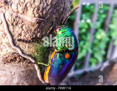 Buprestidae ist eine Familie der Käfer bekannt als Prachtkäfer oder metallischen Holz-langweilig Käfer wegen ihrer glänzend irisierend col Stockfoto