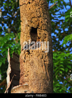 Pekanbaru, Indonesien. 31. März 2016. Die Vögel der Haussperling (Passer Domesticus) bauen Gebäude Nest in einer Kokospalme. Es ist ein Vogel, der in den meisten Teilen der Welt zu finden. © Raffaza/Pacific Press/Alamy Live-Nachrichten Stockfoto