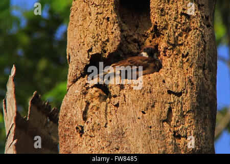 Pekanbaru, Indonesien. 31. März 2016. Die Vögel der Haussperling (Passer Domesticus) bauen Gebäude Nest in einer Kokospalme. Es ist ein Vogel, der in den meisten Teilen der Welt zu finden. © Raffaza/Pacific Press/Alamy Live-Nachrichten Stockfoto