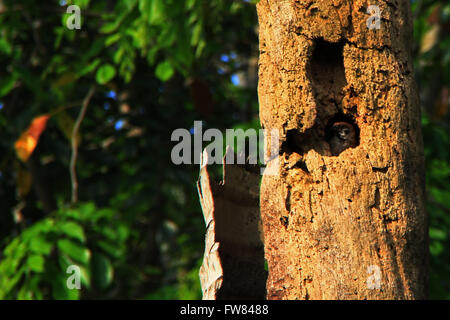 Pekanbaru, Indonesien. 31. März 2016. Die Vögel der Haussperling (Passer Domesticus) bauen Gebäude Nest in einer Kokospalme. Es ist ein Vogel, der in den meisten Teilen der Welt zu finden. © Raffaza/Pacific Press/Alamy Live-Nachrichten Stockfoto