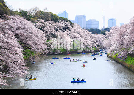 Tokio, Japan. 1. April 2016. Die Menschen genießen Kirschblüten in voller Blüte von Ruderbooten am Chidorigafuchi auf 1. April 2016, Tokio, Japan. Am Donnerstag kündigte die Japan Meteorological Agency, dass Tokio die Kirschbäume in voller Blüte, drei Tage früher als üblich, aber zwei Tage später als im letzten Jahr waren. Chidorigafuchi ist einer der beliebtesten Orte in dieser Saison, wo Tausende von Besuchern kommen, um die Kirschblütenbäume dieser Linie den Kaiserpalast Graben zu sehen. Bildnachweis: Rodrigo Reyes Marin/AFLO/Alamy Live-Nachrichten Stockfoto