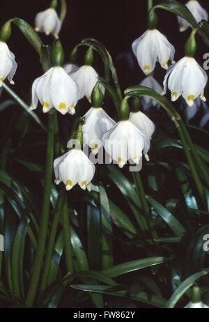 Die Feder Schneeflocke (Leucojum Vernum) ist auch bekannt als März Glocken oder großes Schneeglöckchen. Es ist eine Pflanze aus der Familie der (Amaryllisgewächse). Kleinschmalkalden, Thüringen, Deutschland, Europa Datum: 16. März 2012 Stockfoto