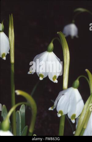 Die Feder Schneeflocke (Leucojum Vernum) ist auch bekannt als März Glocken oder großes Schneeglöckchen. Es ist eine Pflanze aus der Familie der (Amaryllisgewächse). Kleinschmalkalden, Thüringen, Deutschland, Europa Datum: 16. März 2012 Stockfoto