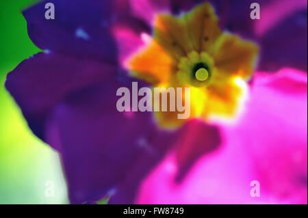 Glasgow, Schottland. 31. März 2016. Blumen blühen in der Frühlingssonne. Bildnachweis: Tony Clerkson/Alamy Live-Nachrichten Stockfoto