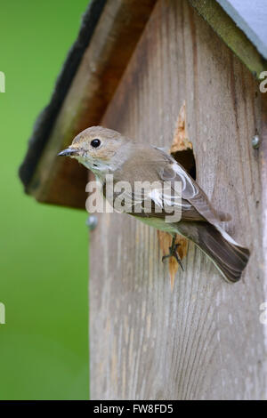 Trauerschnaepper (Ficedula Hypoleuca), bin Nistkasten, Berlin, Deutschland, Europa Stockfoto