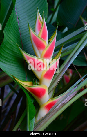 Bluete der Heliconia (Heliconia Wagneriana), Insel Mahe, Seychellen Stockfoto