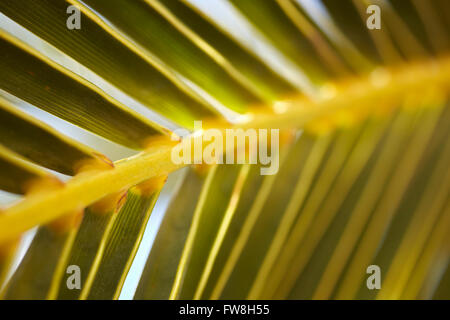 Datum Palmwedel, China Ranch Datum Farm, Tecopa, Kalifornien, USA Stockfoto