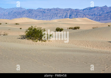 Sanddünen mit pflanzlichen Lebens, Death Valley Nationalpark, Kalifornien, USA Stockfoto
